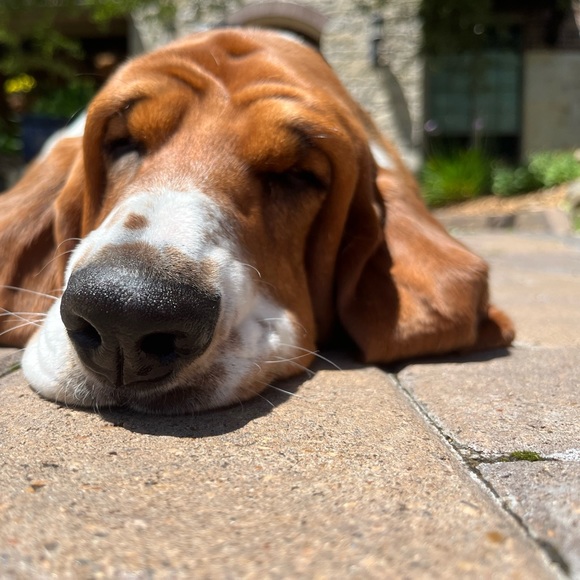 Meet your Posher, Sally - Picture 8 of 9